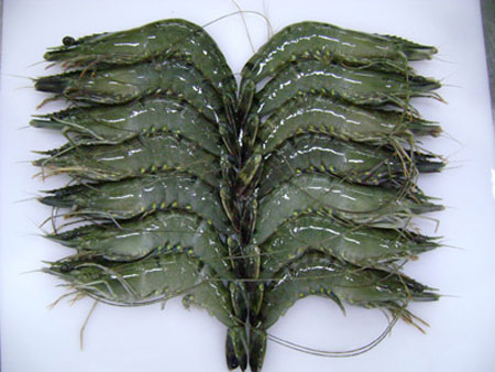 Baked Rozen Headless Black Tiger Prawns, Freezing Process : IQF