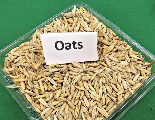 Oat Seeds