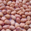 Java peanuts