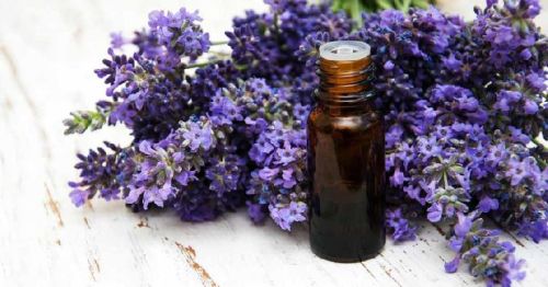 Lavender Essential Oil