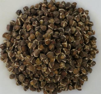 Natural moringa seeds