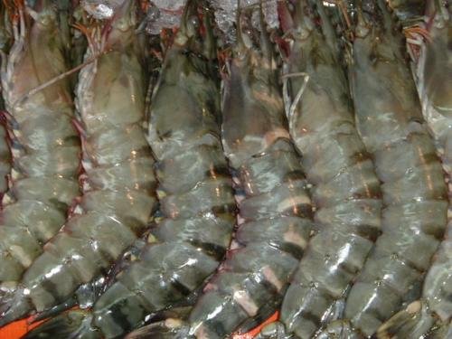 Frozen TIGER SHRIMPS, Packaging Type : 1kg/box, 10 boxes/ctn