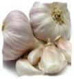 Fresh Garlic