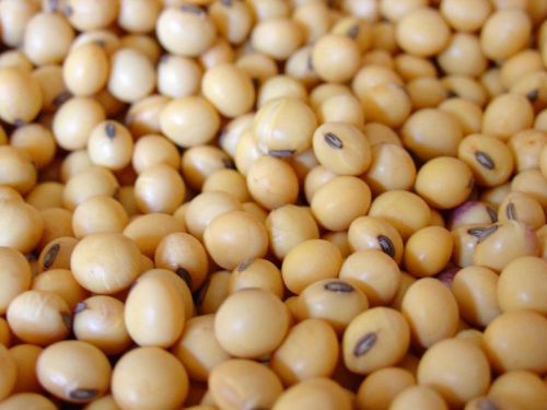 Organic Soybean Seeds, Style : Natural