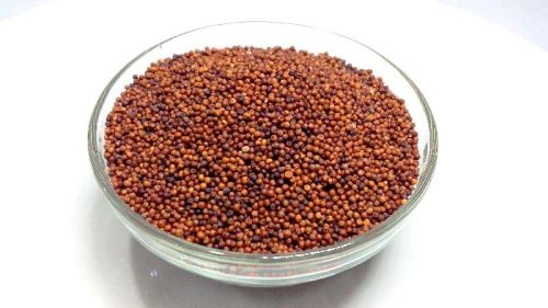 Finger Millet Seeds