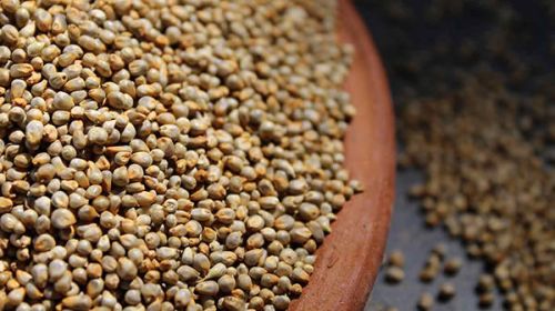 Pearl Millet Seeds