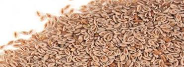 Psyllium Seeds