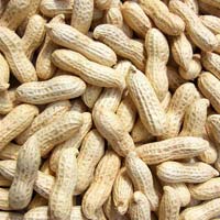 Groundnuts