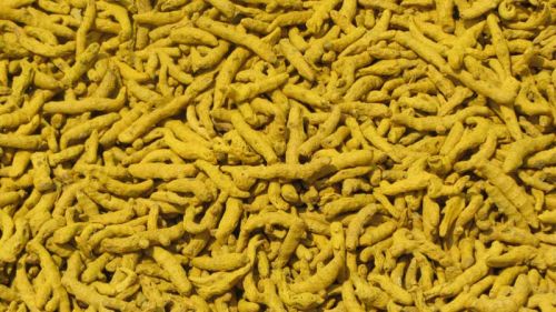 Turmeric finger, Cultivation Type : Organic