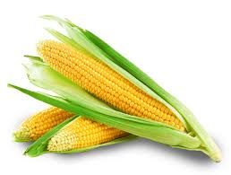 Organic Yellow Maize, For Cattle Feed, Human Food, Style : Fresh
