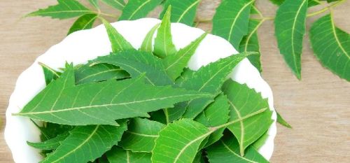 Fresh Neem Leaves