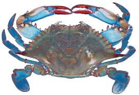 Live Blue Crab