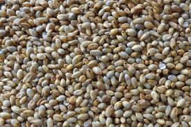 Pearl Millet Seeds