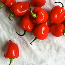 Round Red Chilli