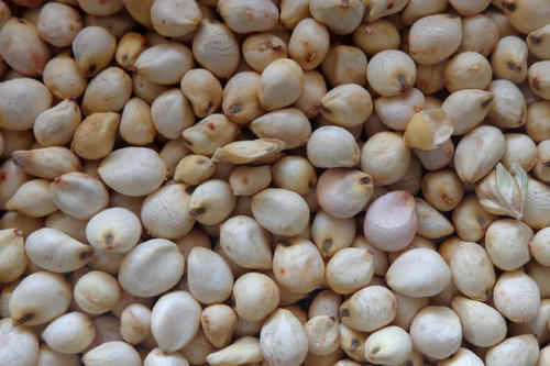 Sorghum Seeds