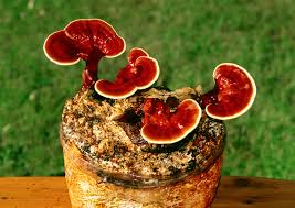 Common Ganoderma Mushroom Spawn, For Cooking, Oil Extraction, Packaging Type : Plastic Bag, Plastic Container