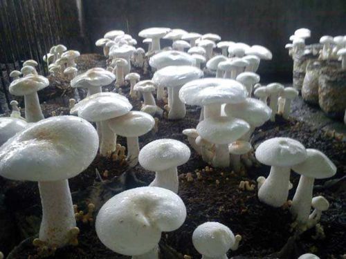 Common Milky Mushroom Spawn, For Cooking, Feature : Early Maturing, Eco-Friendly, Floury Texture, Mild Flavor