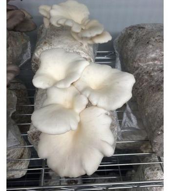 Oyster Mushroom Spawn