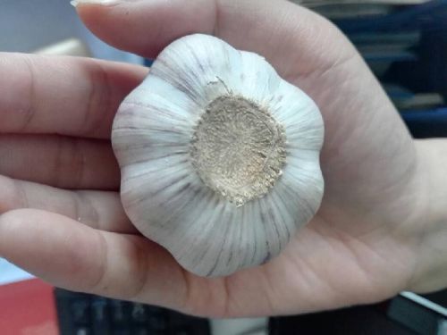 Garlic, Number Of Flower : Vegetable