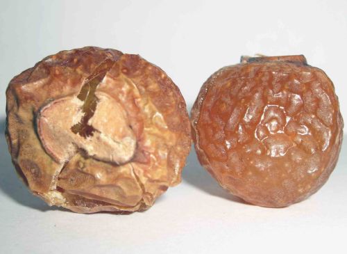 Himalayan Soapberry for Laundry detergents