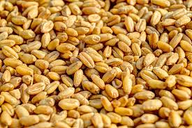 ABNW CURRENT CROP Wheat, Certification : APEDA