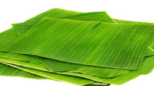 Fresh Banana Leaves