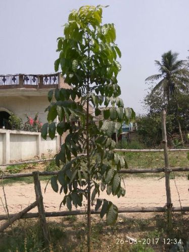 Mahogany Plants