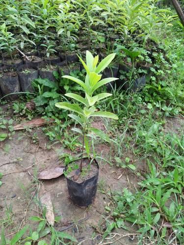 Sandalwood Plant