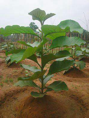 Tissue Culture Teak Plants