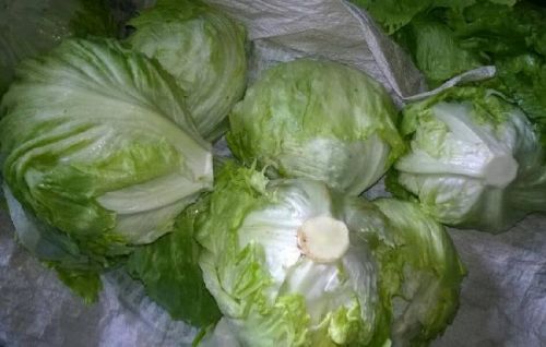 Lettuce Iceberg