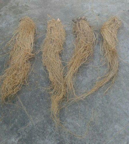 Vetiver Roots