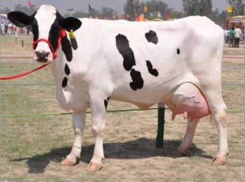 Hf Cow