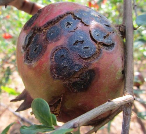 TELNAR - Organic Bactericide