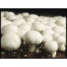 Organic Button Mushroom Spawn, For Cooking, Oil Extraction, Packaging Type : Plastic Bag