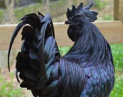 Kadaknath Hens