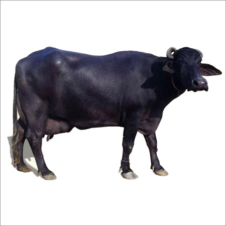 Black Buffalo Alive, Gender : Female, Weight : 0-300 Kg