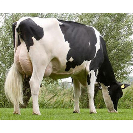 Pure HF Breed Cow