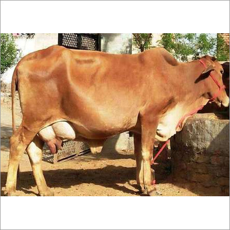 Sahiwal Cows