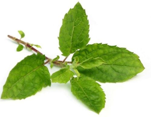 Tulsi Leaves