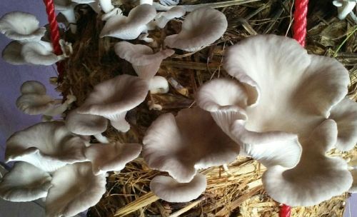 Oyster Mushrooms