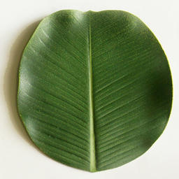 Banana Leaf Plate