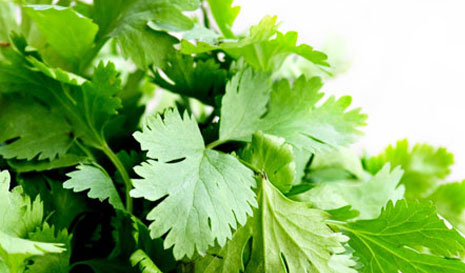 Coriander, Purity : 99%+