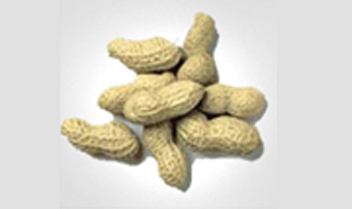 GROUNDNUT KERNELS (TJ JAVA)