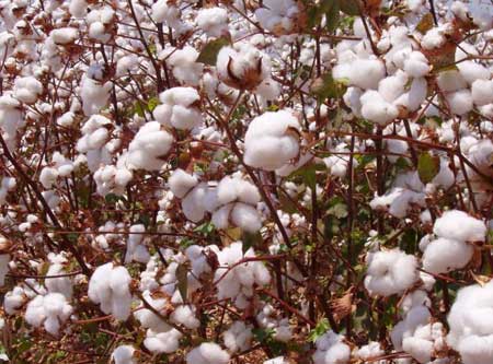 Cotton Fiber