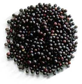 Mustard seeds, Quality Available : A Grade