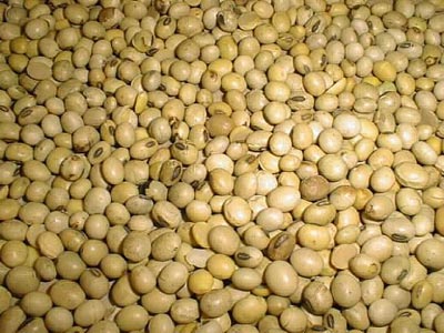 Soya Seeds