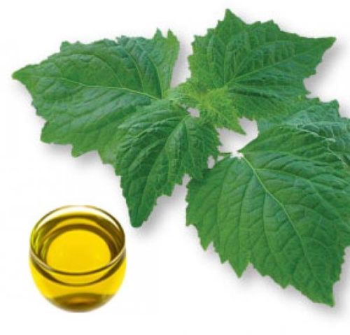 Organic Patchouli Oil, Packaging Type : Plastic Bottels