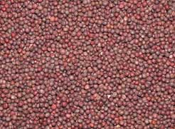 Mustard seeds, Packaging Type : Plastic Bag