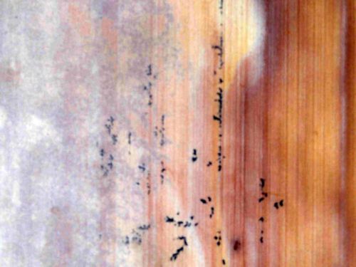 Polished Granite Fossil Mint Sandstone, For Hotel, Kitchen, Office, Restaurant, Size : 12x12ft12x16ft