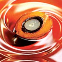 Crude palm oil, Storage : Cool & Dry Place